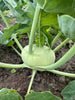 Bio Kohlrabi