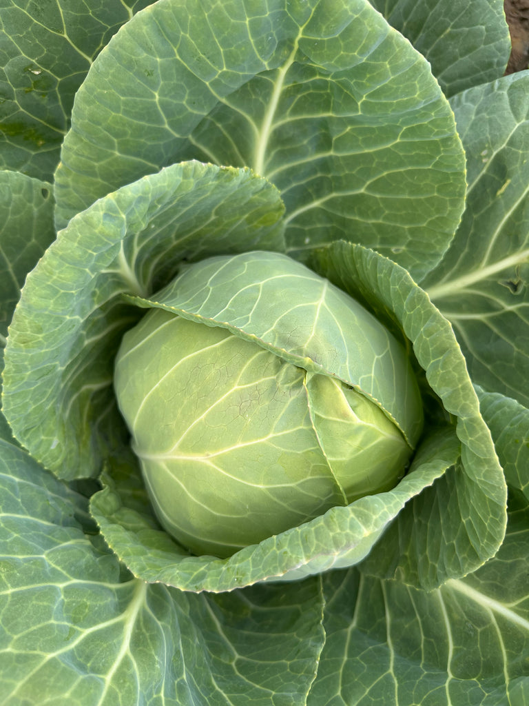 Bio Weißkohl