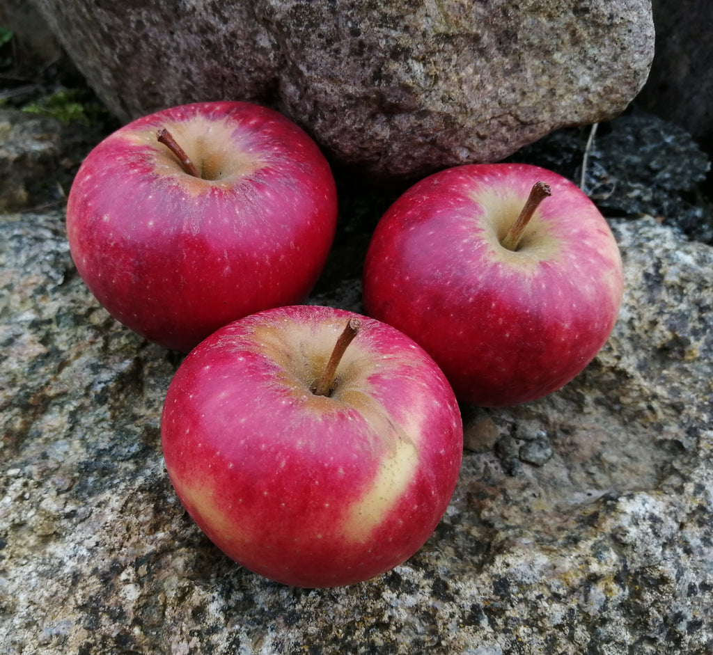Apfel "Elstar"