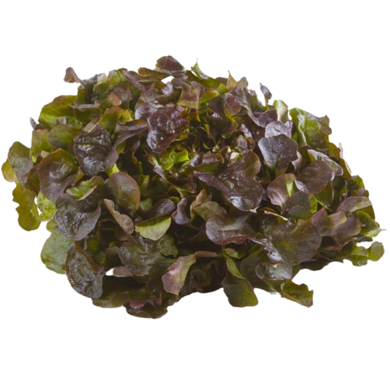10 Eichblattsalat als Kopfsalat, Sorte Dakarai