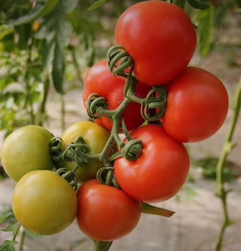 Tomate Devotion, 6 kg