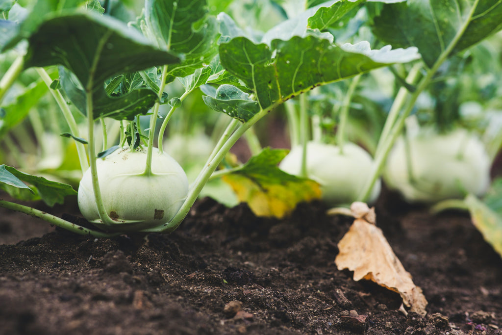 Kohlrabi, Demeter, 15 Stück
