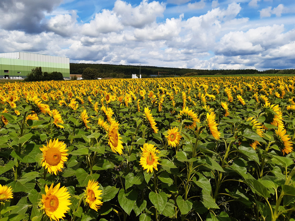 Sonnenblumenöl