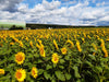 Sonnenblumenöl