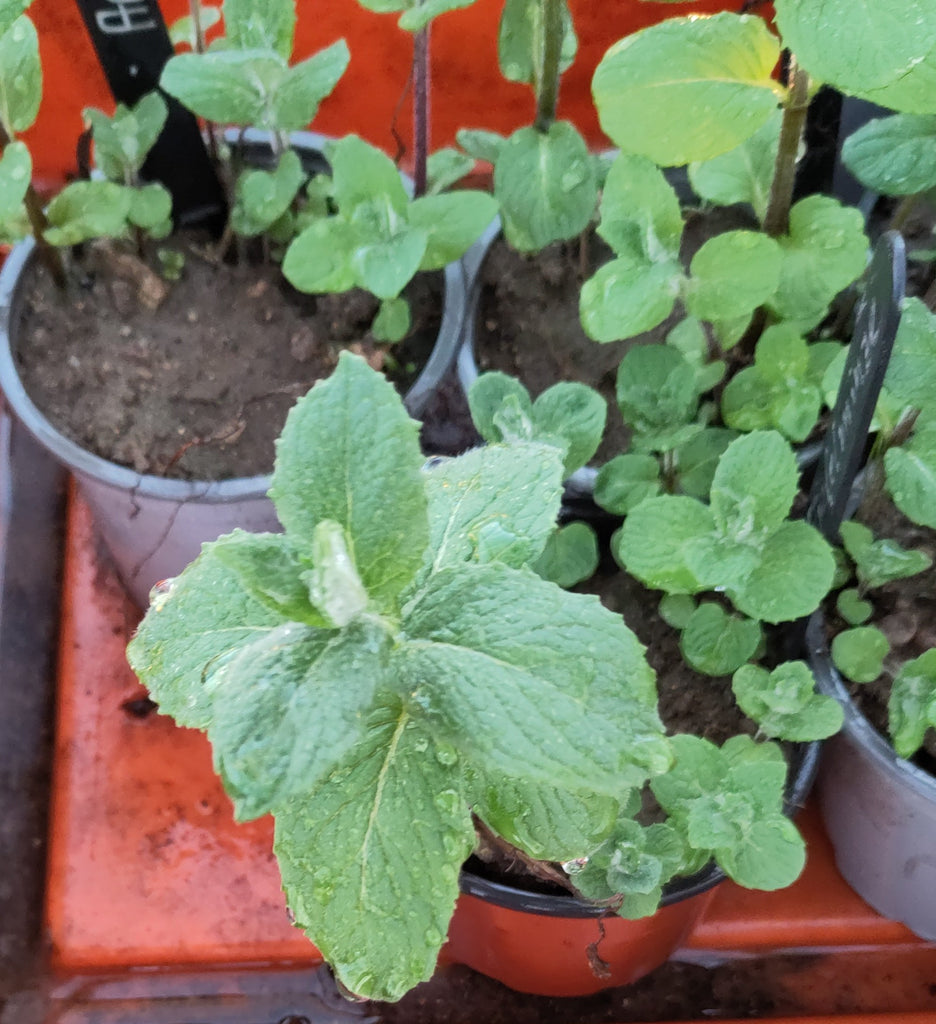 Pflanze Apfelminze Topf 3 Stück