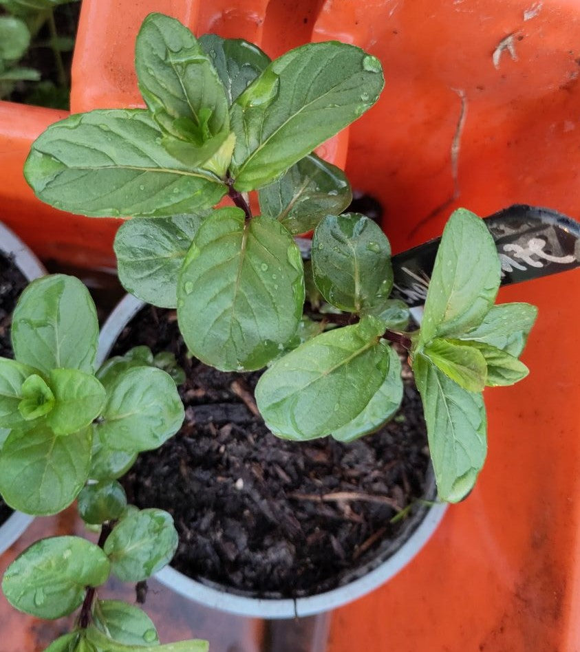 Pflanze Basilikumminze Topf 3 Stück