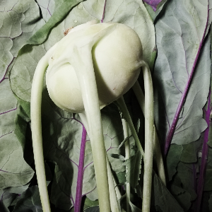 Kohlrabi, 15 Stück