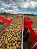 Bio-Speisekartoffeln mehlig kochend