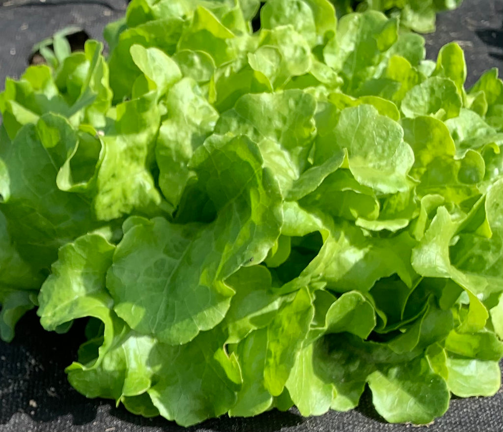 Bio Eichblattsalat
