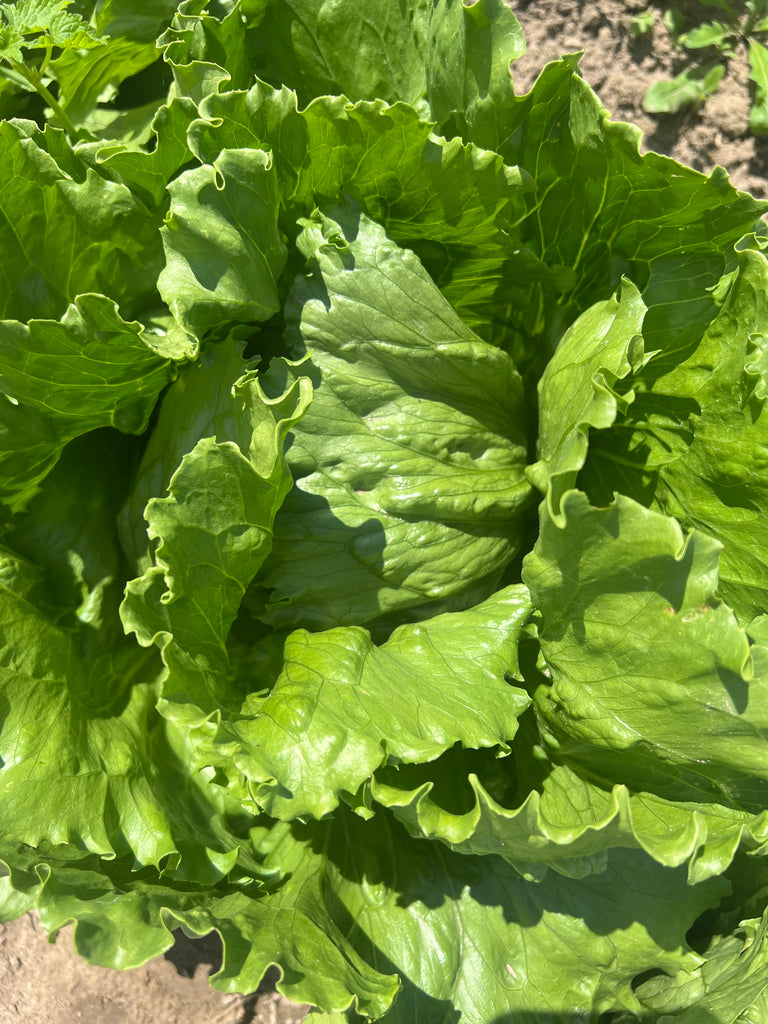 Bio Eisbergsalat