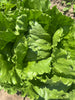 Bio Eisbergsalat