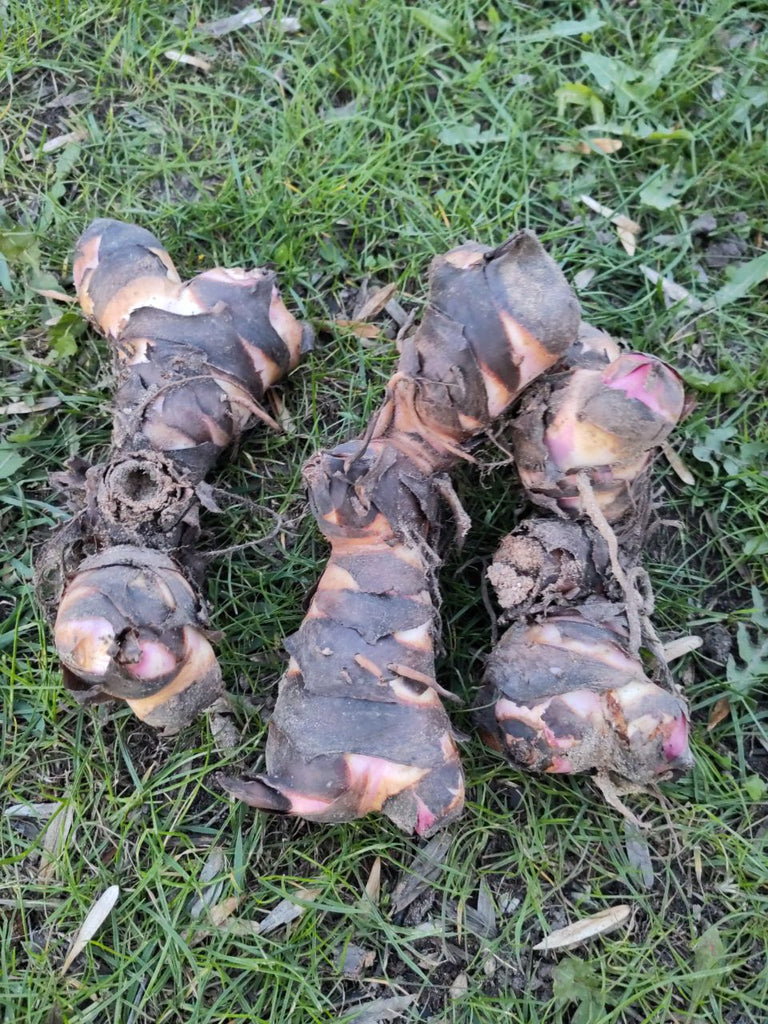 Canna Indisches Blumenrohr Vermehrungsknolle 3 Stück