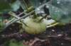 Kohlrabi 