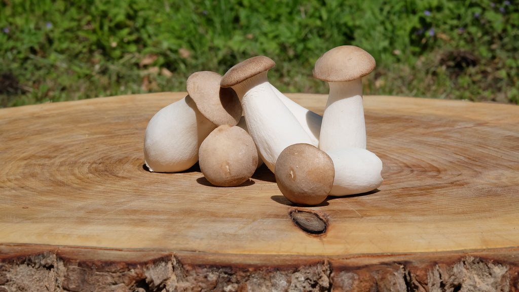 Bio-Kräuterseitling