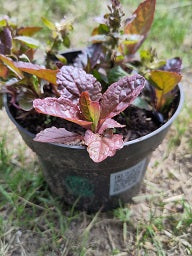 Pflanze Kriechender Günsel Topf 3 Stück