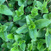 Oregano frisch, 5 Bund