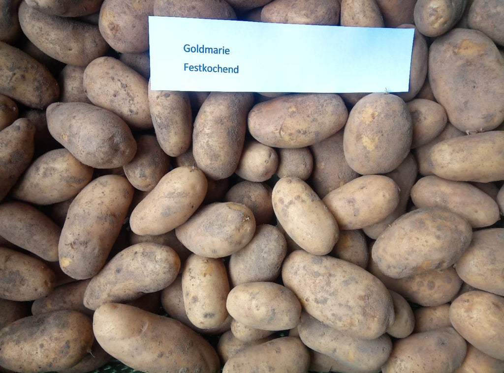 Bio Kartoffeln Sorte Goldmarie 12,5 kg, festkochend, längliche Form mit intensiven Geschmack