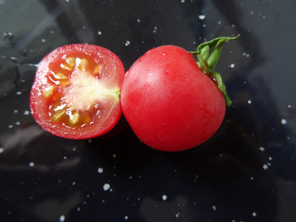 Saatgutportion Wildtomate Humboldtii