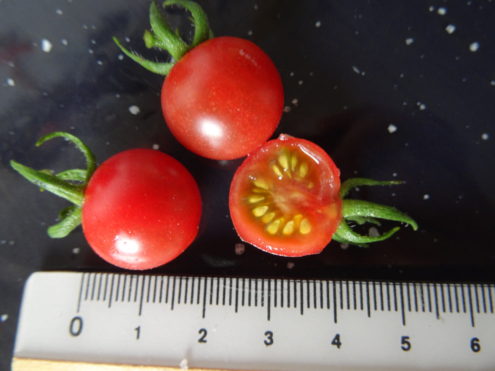 Saatgutportion Wildtomate Rote Murmel