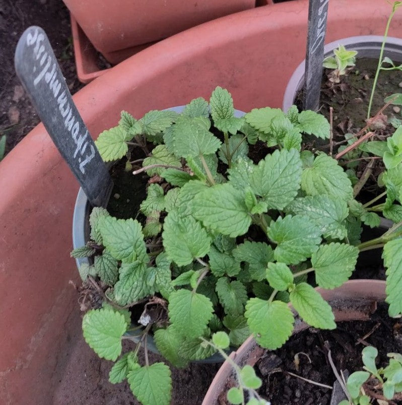 Zitronenmelisse Pflanze Topf 3 Stück