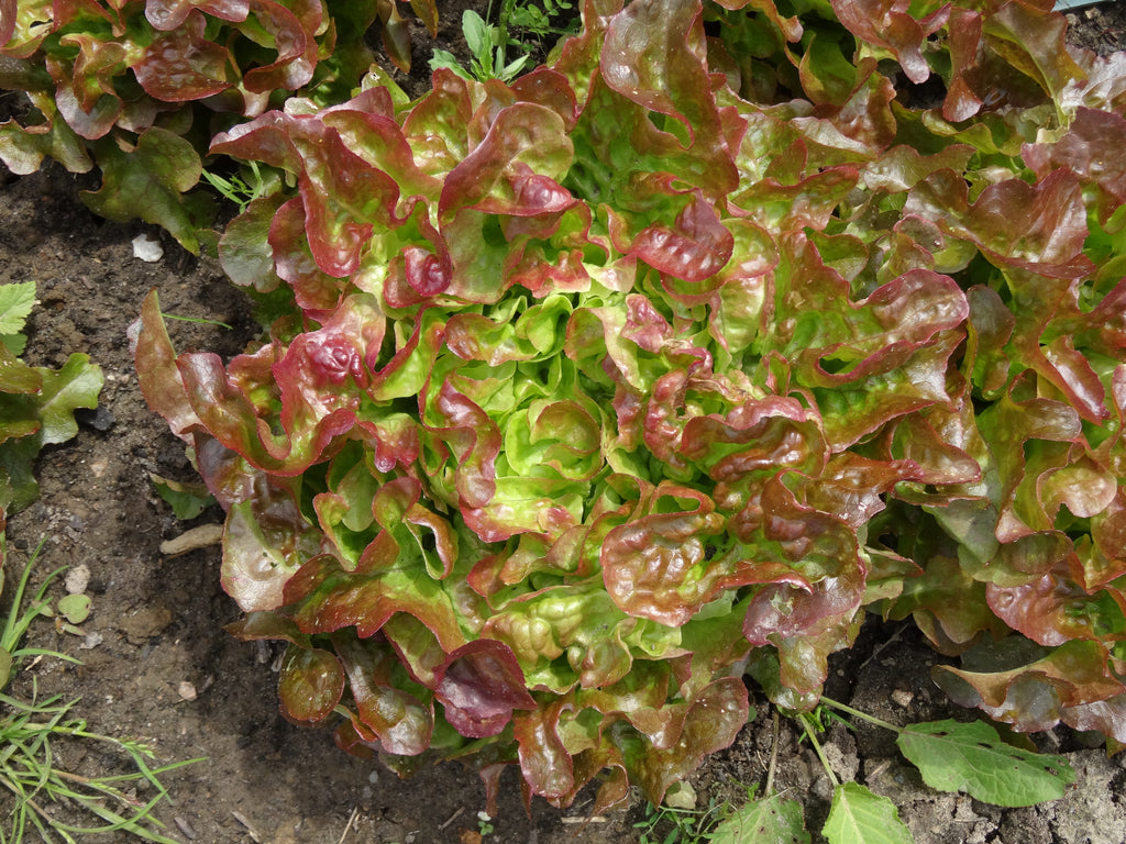 Saatgutportion Eichblattsalat Bijella