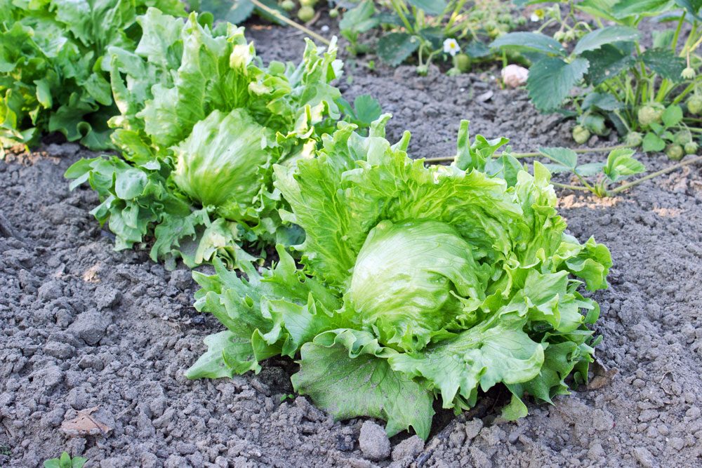 Bio-Eisbergsalat
