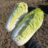 Bio Chinakohl