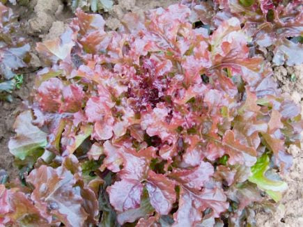 Red Salad Bowl, Eichblattsalat