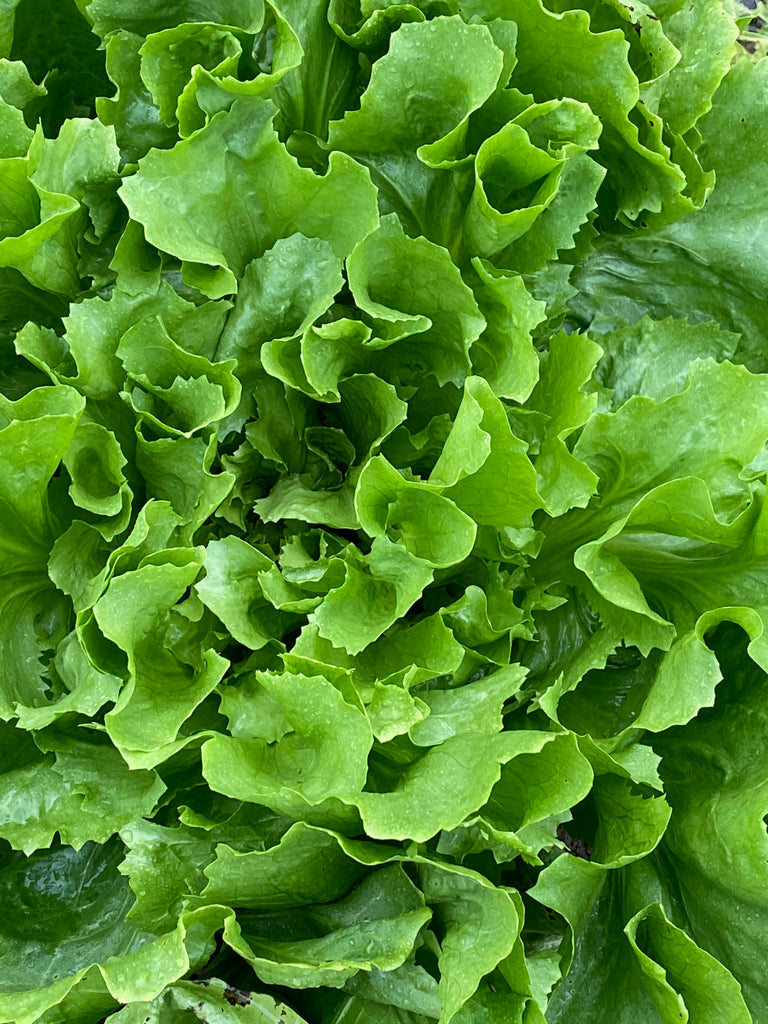 grüner Bio Salat, große Köpfe