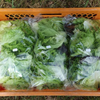 Salatblätter gewaschen, 500g Tüte