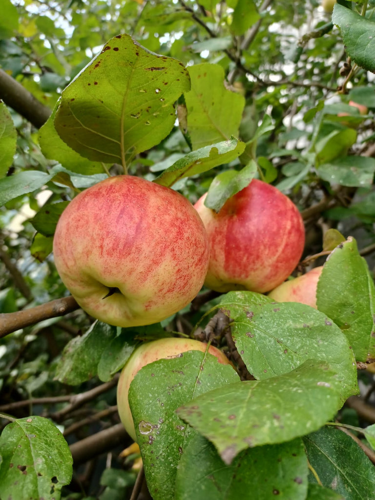 Äpfel ( 4 Kg )