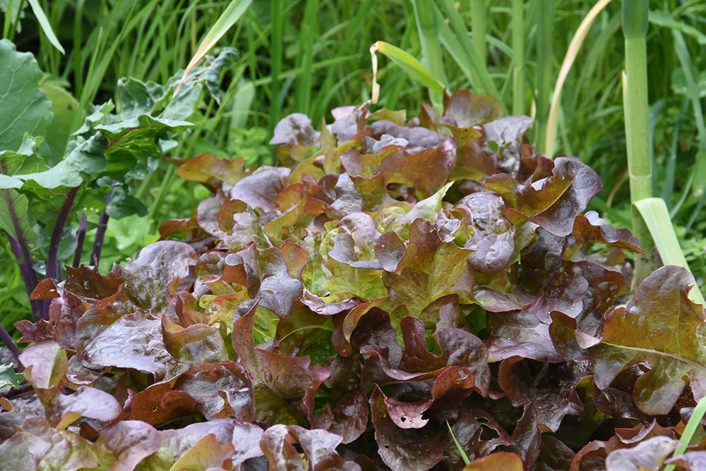 Eichblattsalat Rubinette