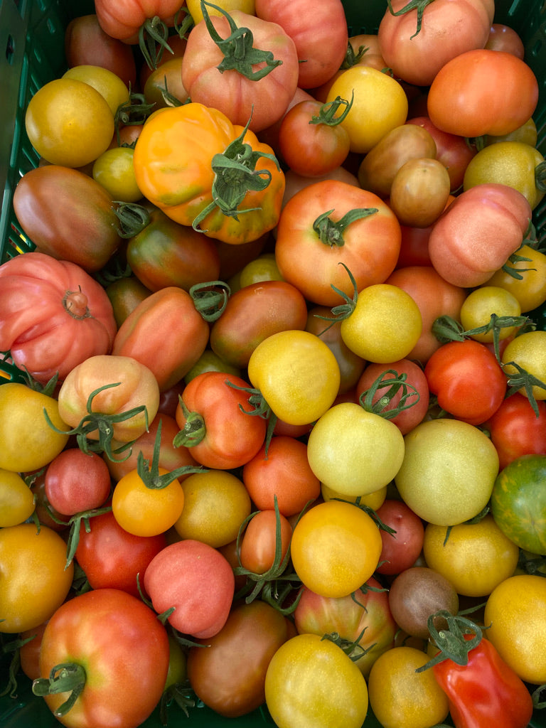 Tomaten - Kunterbunt (1kg/6,50€)