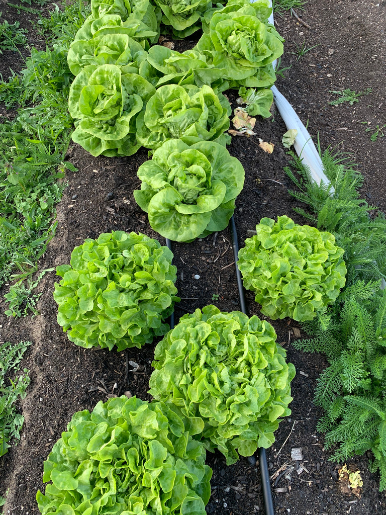 6 Salatköpfe, gemischt, aus dem Freiland, bio in Umstellung