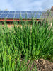 Schnittlauch - 3 Bund a 15 g