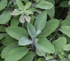 Salbei