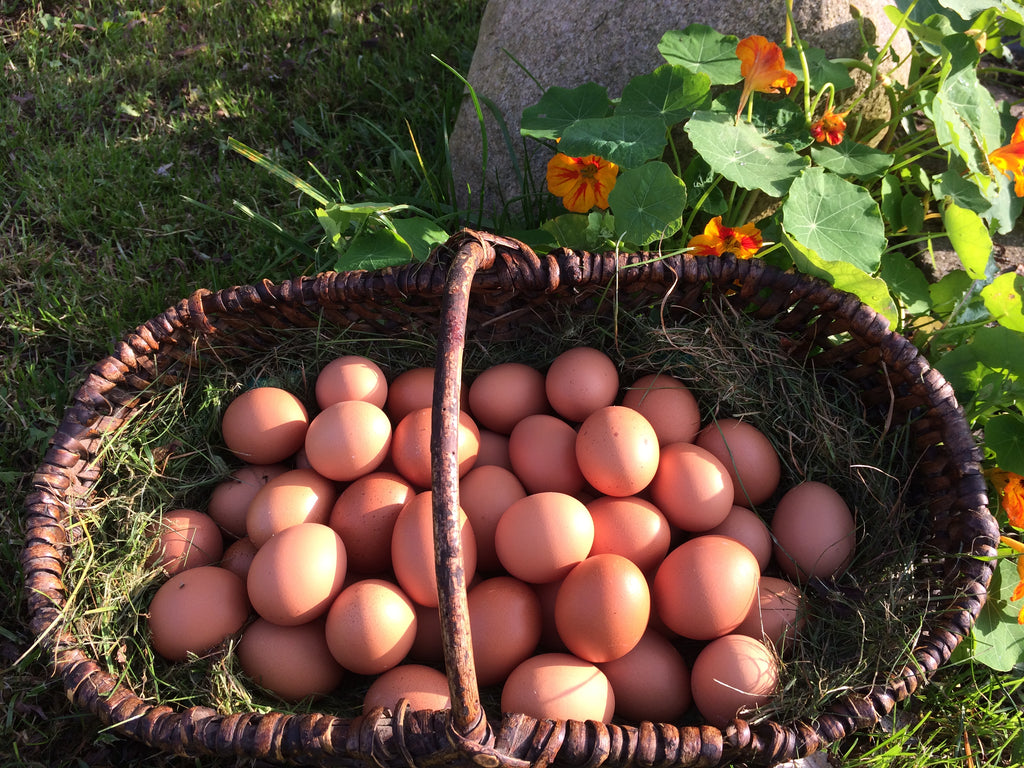 Frische Land-Eier* aus dem mobilen Hühnerwagen - 30er-Palette (unsortiert)