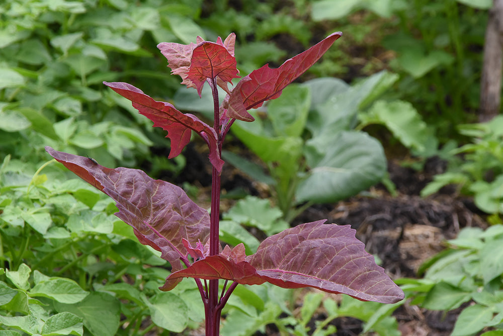 Rubinrote Gartenmelde