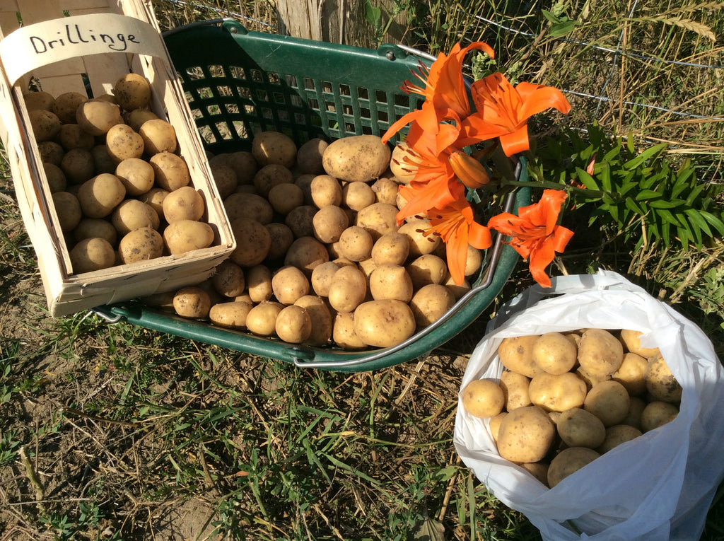 5 x 1kg Frühkartoffel ANNABEL ( festk.), aus naturnahen Anbau), in Papiertüte