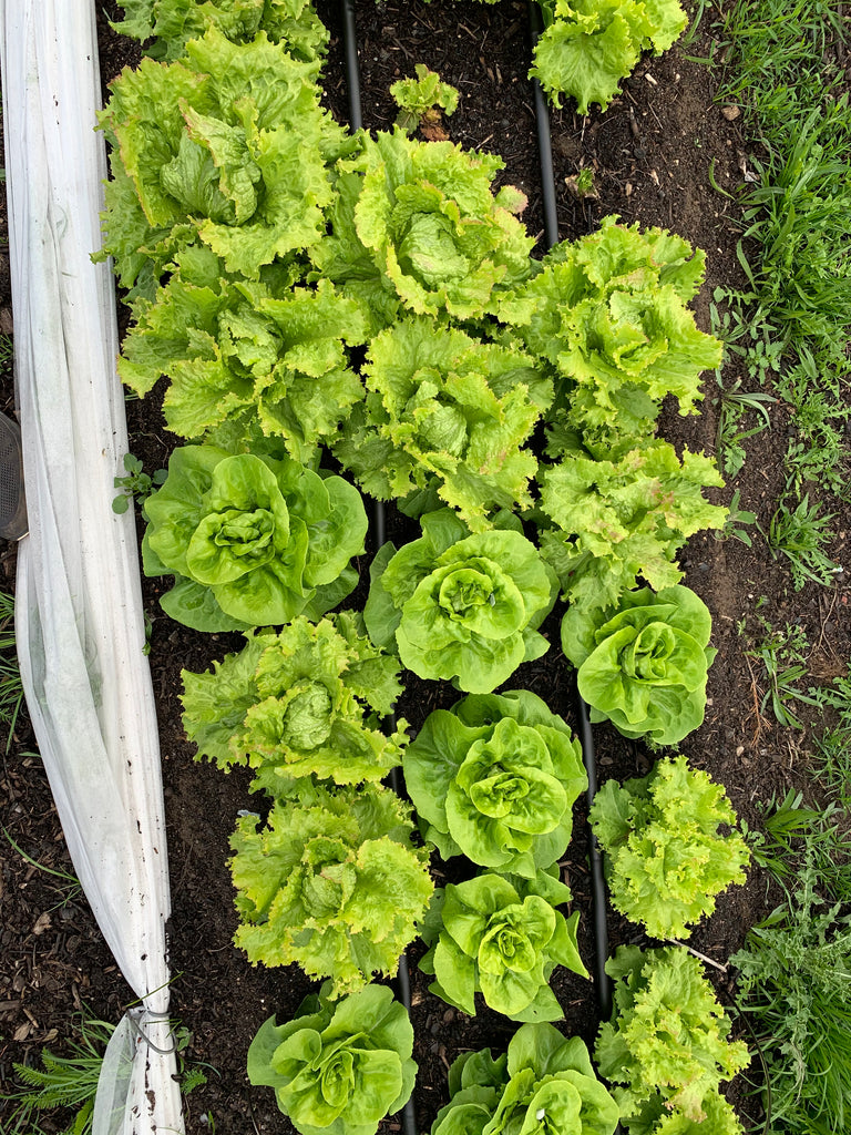 8 große  Freiland-Salatköpfe, gemischt, aus Bioanbau in Umstellung
